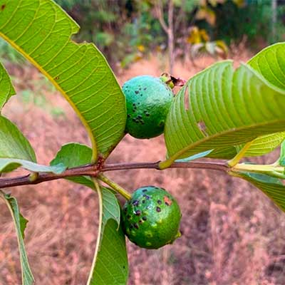 young guava fruits with black pimple-like formations on the skin